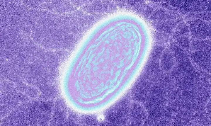 first photox bacteria evolved 3.6 bya